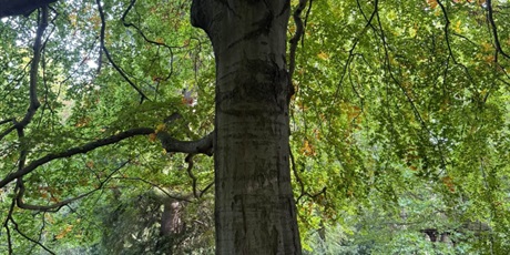 Powiększ grafikę: palcem-po-mapie-park-oliwski-gr-v-716114.jpg