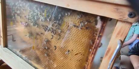 Powiększ grafikę: pszczoly-w-przedszkolu-warsztaty-446298.jpg