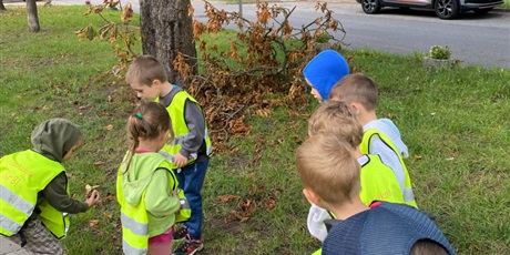 Powiększ grafikę: KASZTANOWY ZAWRÓT GŁOWY